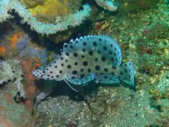 Chromileptes altivelis