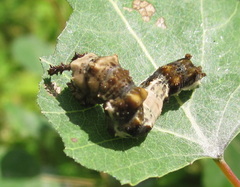 Limenitis