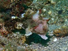 Antennarius maculatus