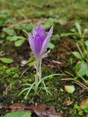 Crocus tommasinianus