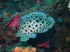 Chromileptes altivelis