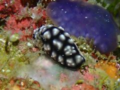 Phyllidiella