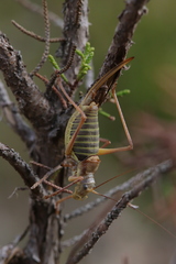 Ephippiger diurnus diurnus