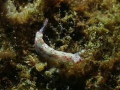 Hypselodoris maculosa