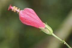 Hibiscus coccineus