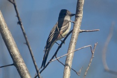 Myiarchus cinerascens