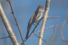 Myiarchus cinerascens