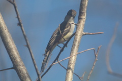 Myiarchus cinerascens