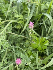 Fumaria densiflora