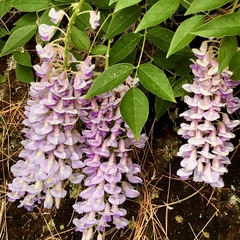 Wisteria sinensis