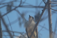 Myiarchus cinerascens