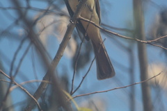 Myiarchus cinerascens