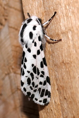 Hypercompe permaculata