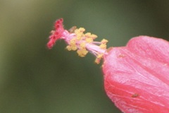 Hibiscus coccineus