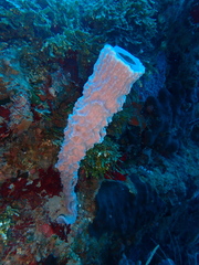 Callyspongia plicifera