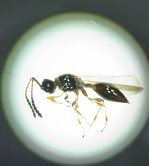Diapriinae