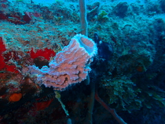 Callyspongia plicifera