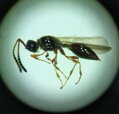 Diapriinae