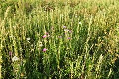 Cosmos bipinnatus
