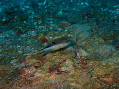 Canthigaster rostrata