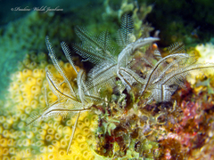 Macrorhynchia philippina