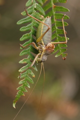 Ephippiger persicarius