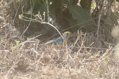 Passerina leclancherii