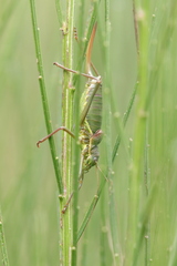 Ephippiger persicarius