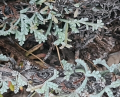 Artemisia maritima