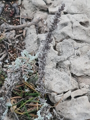 Artemisia maritima