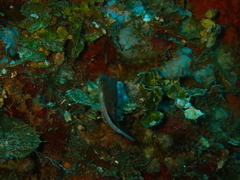 Canthigaster rostrata
