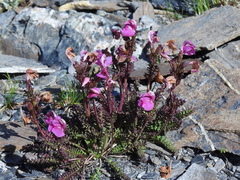 Pedicularis kerneri