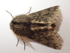 Apocheima hispidaria