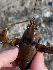 Cambarus robustus