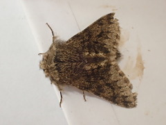 Apocheima hispidaria