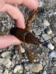 Cambarus robustus