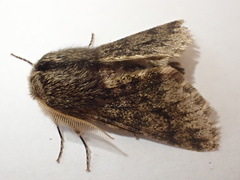 Apocheima hispidaria