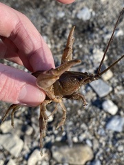 Cambarus robustus