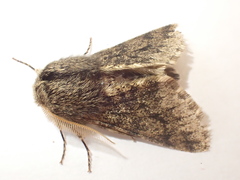Apocheima hispidaria