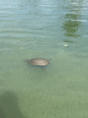 Trachemys stejnegeri