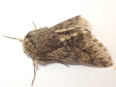 Apocheima hispidaria