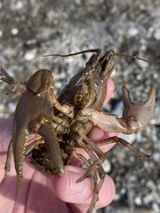 Cambarus robustus