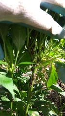 Acanthocoris sordidus