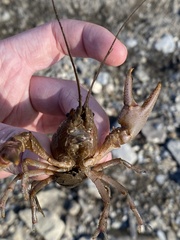 Cambarus robustus