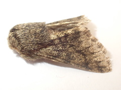 Apocheima hispidaria