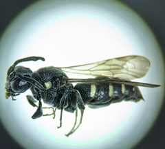 Crabroninae