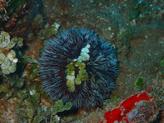 Tripneustes ventricosus