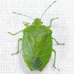 Chinavia marginata