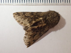 Apocheima hispidaria