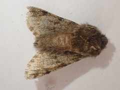 Apocheima hispidaria